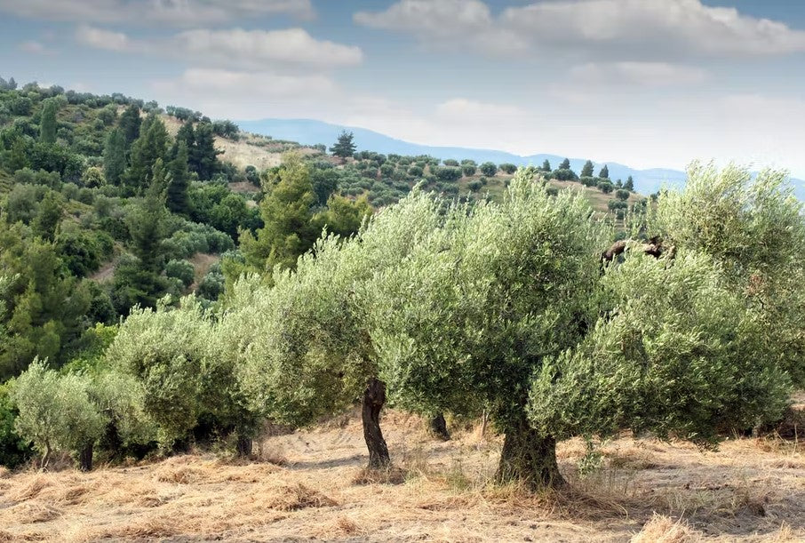 World Olive Tree Day
