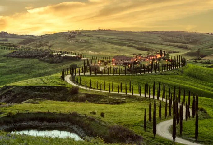 Tuscan Harvest - Vendemmia Toscana